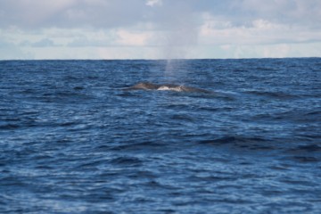 terrificly large blue whale?