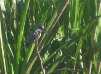 Amazon kingfisher