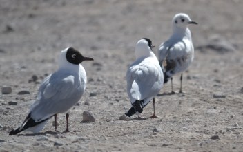 Andean Gulls on the pass from Bolvia to Chile