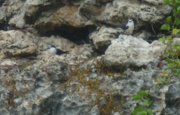 Bridled terns