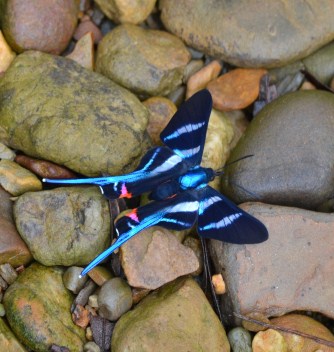 One of the hundreds of stunning forest butterflies