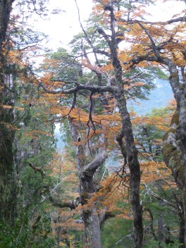 Stunning autumn colours- southern beech