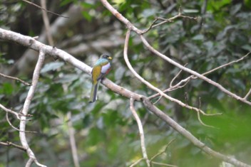 Male collared trogon