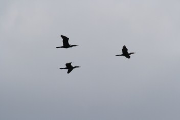 Neotropical cormorants