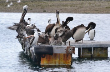 Peruvian pelicans and boobies luckily do not speak