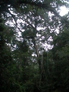 Amazon, tall canopy
