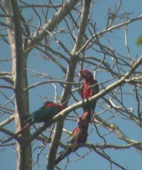 Red and green macaws