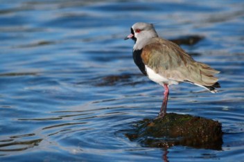 Southern lapwing on the shores of the marina