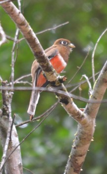 Female collared trogon