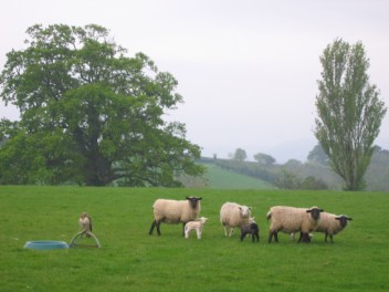 Home, the oak tree, sheep and Elstone