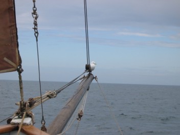 A Kittiwake catches a ride